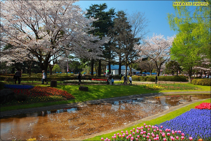 昭和記念公園