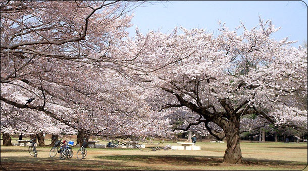 光が丘公園