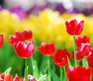 tulips-517076_640
